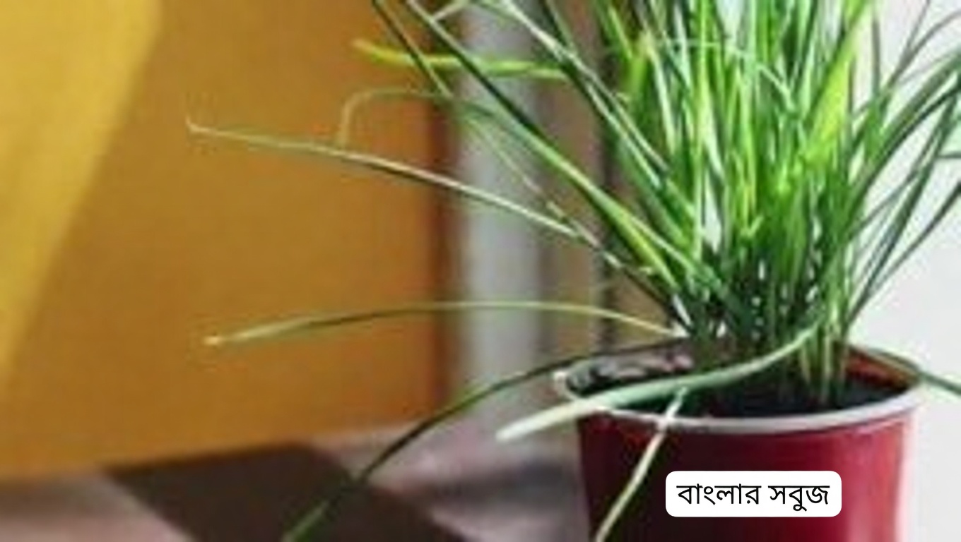 জীবনের অলৌকিক পাতার ১১টি আশ্চর্য উপকারিতা