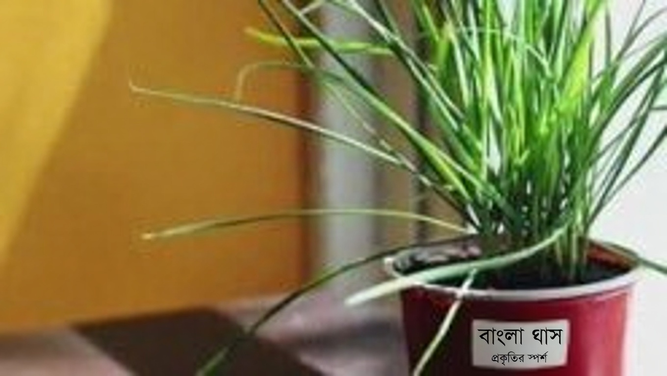 জুনিপার: এর উপকারিতা ও ব্যবহার সম্পর্কে একটি বিস্তৃত নির্দেশিকা