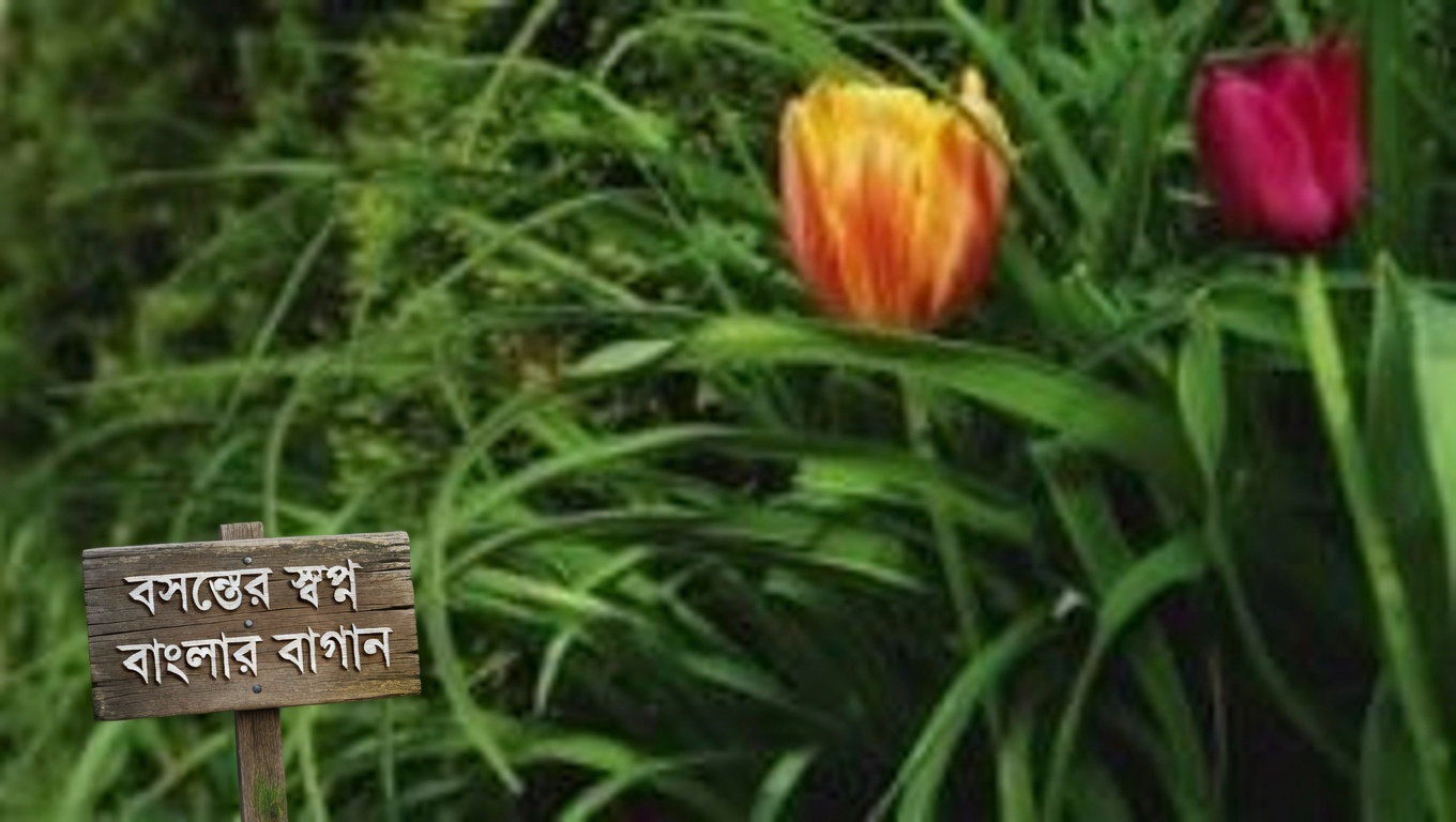 জুনিপার: এর উপকারিতা ও ব্যবহার সম্পর্কে একটি বিস্তৃত নির্দেশিকা