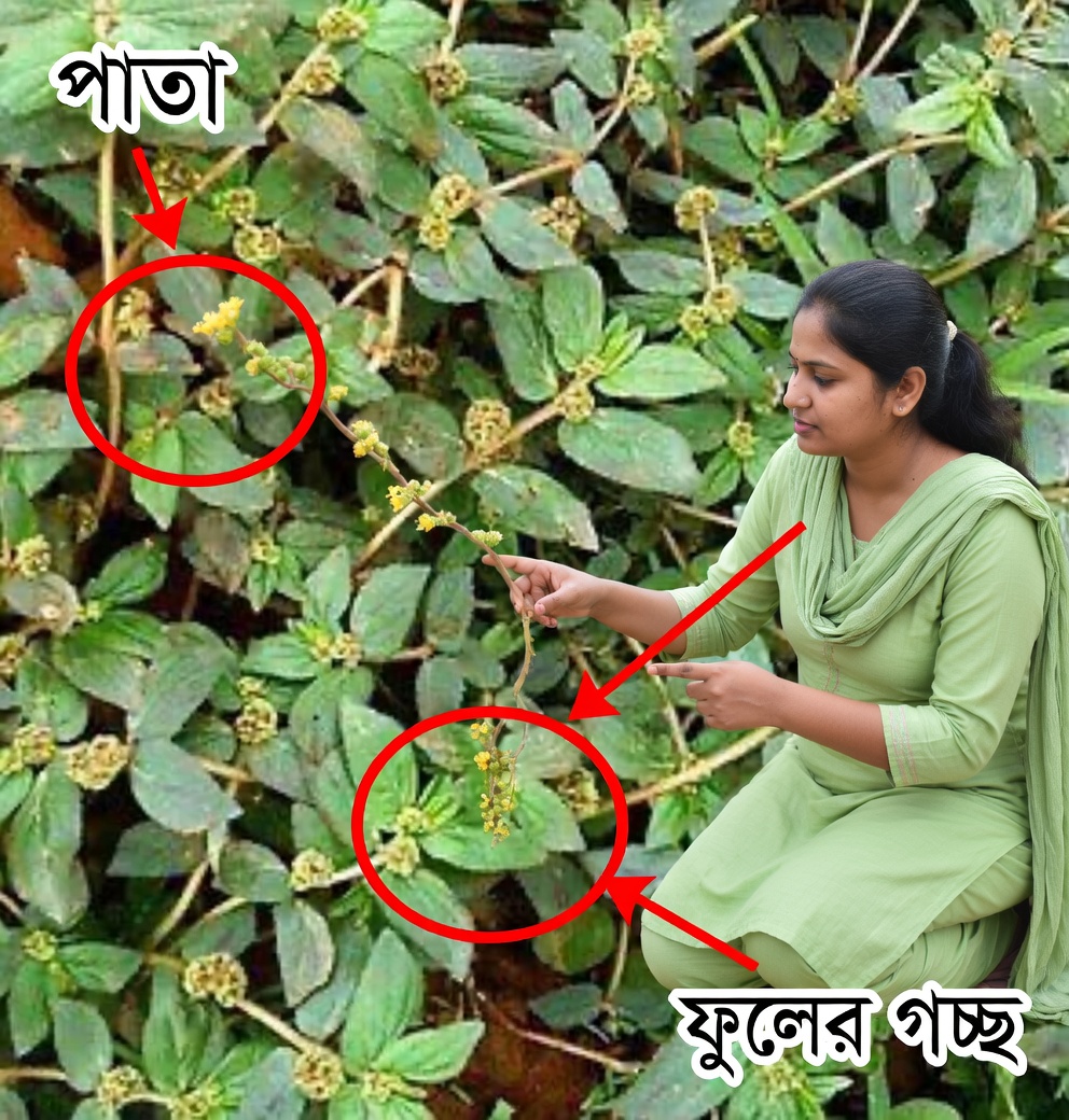 ইউফোরবিয়া হির্টা: বহুমুখী উপকারিতা-সমৃদ্ধ এক অলৌকিক ভেষজ