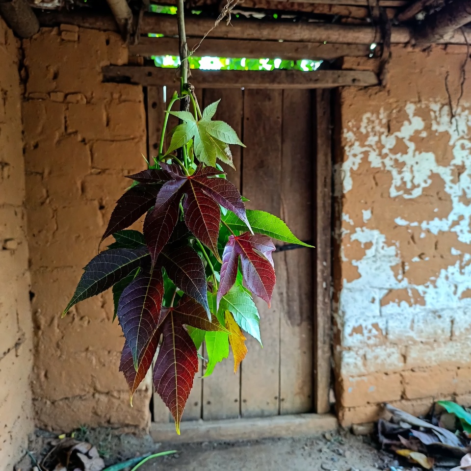 রেড়ির পাতা: প্রচলিত উপকারিতা ও গুরুত্বপূর্ণ সতর্কতা