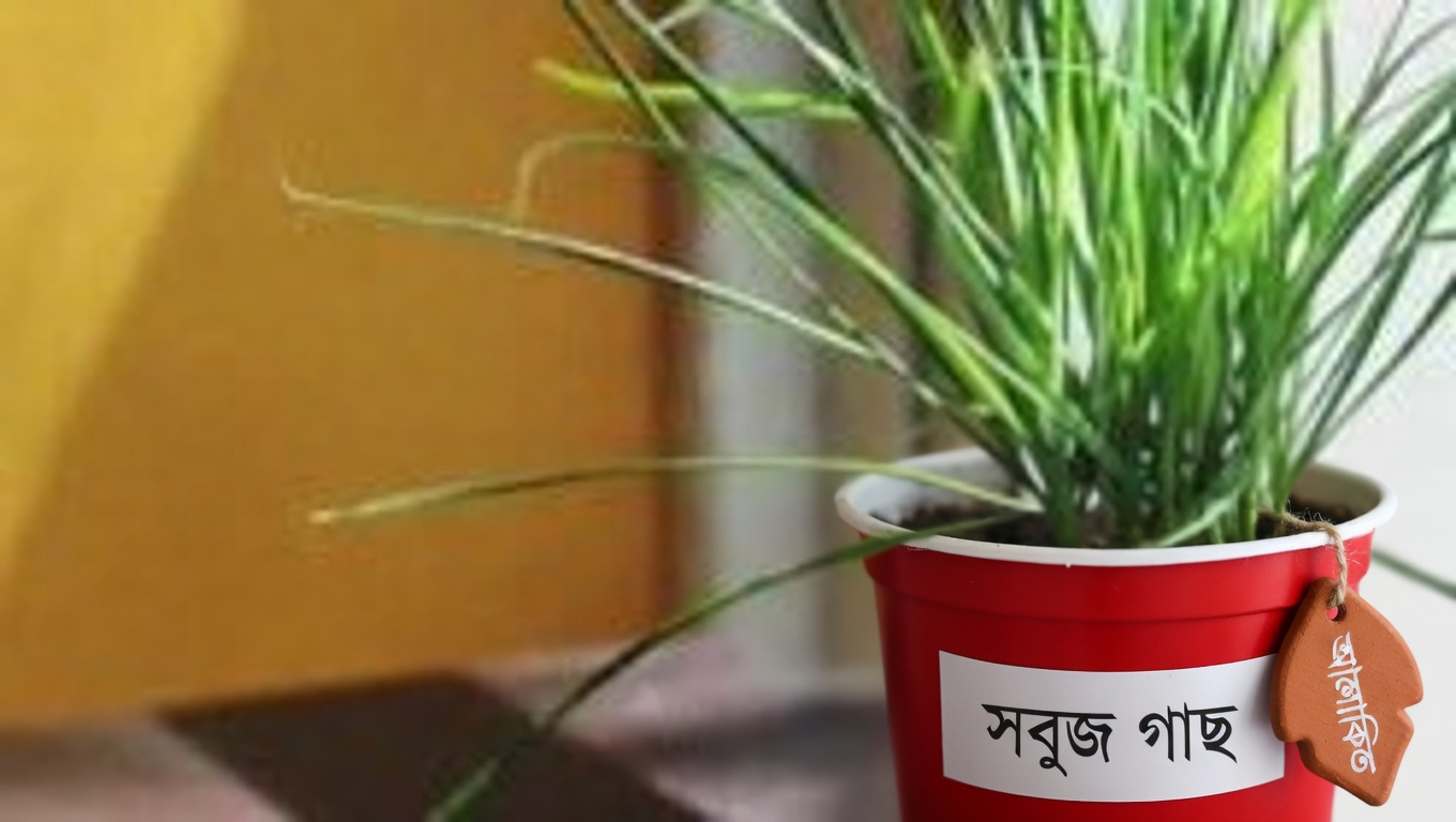 জবা গাছের পাতা ও ফুল: উপকারিতা এবং ঘরোয়া ব্যবহার