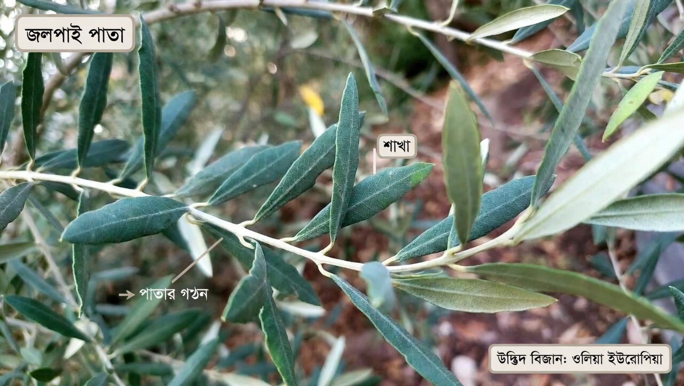 যে অবহেলিত পাতা আপনার শরীরকে ক্যান্সার কোষের বিরুদ্ধে লড়াই করতে সাহায্য করতে পারে