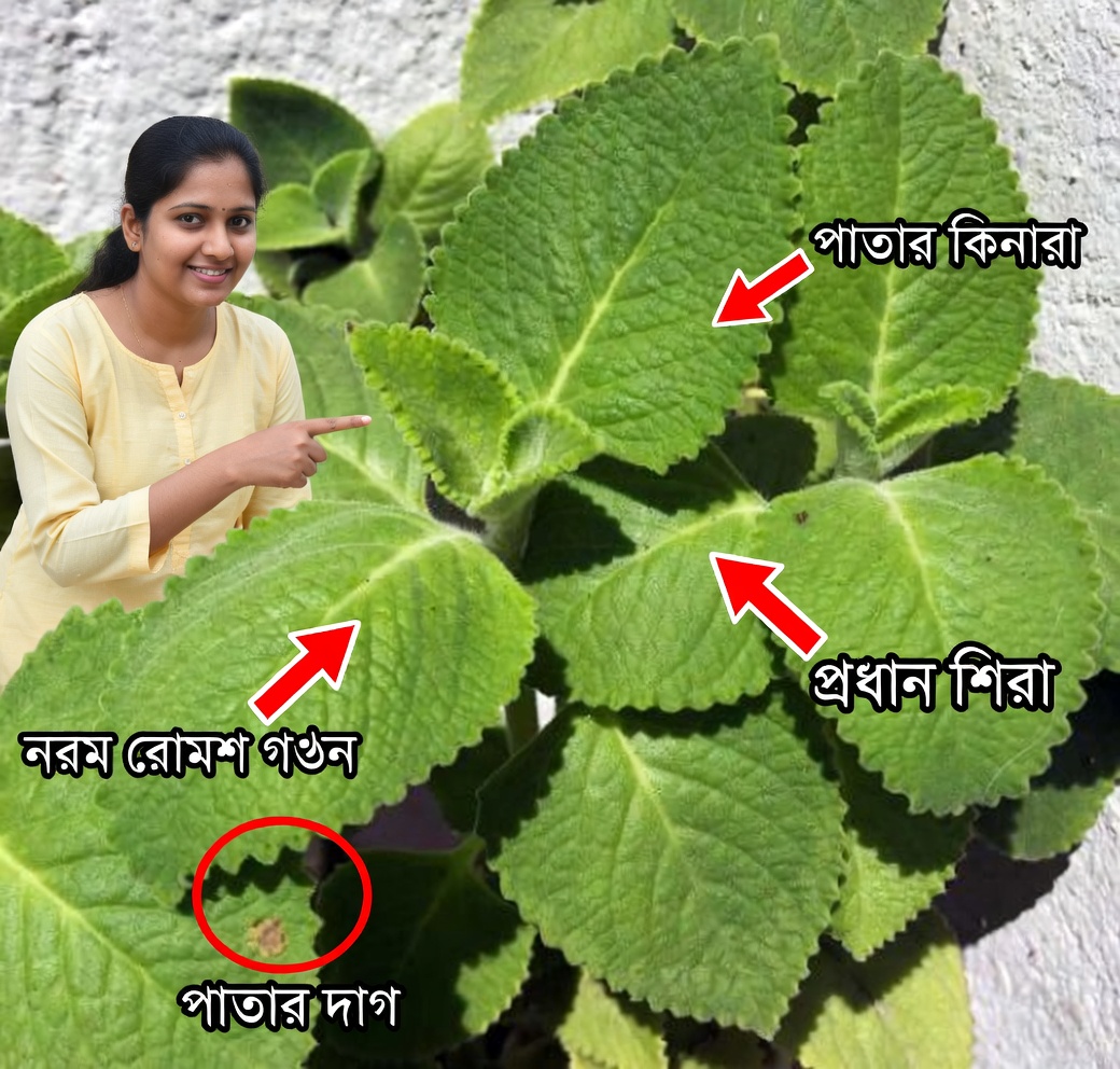 ওরেগানো ওরেহোনের ১৩টি স্বাস্থ্য উপকারিতা ও ব্যবহারবিধি