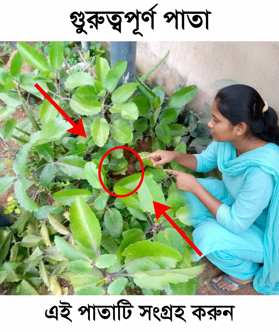 কলানকোয়ে পিনাটা – স্বাস্থ্যের জন্য অলৌকিক ভেষজ