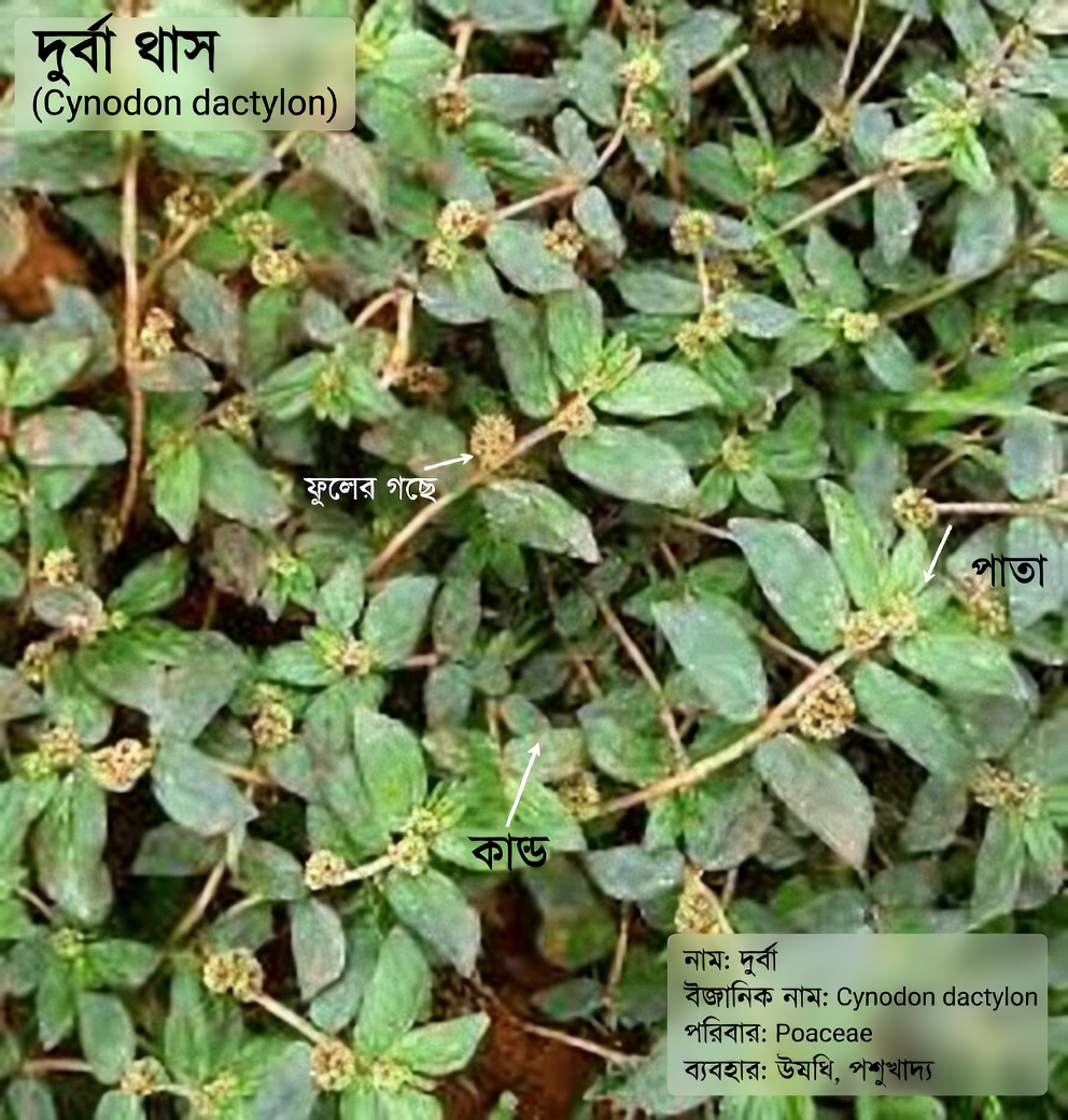 ত্বকের স্বাস্থ্য সমর্থনে প্রাকৃতিক উদ্ভিদভিত্তিক পদ্ধতির অনুসন্ধান: এই সাধারণ আগাছা সম্পর্কে মানুষ কী বলে