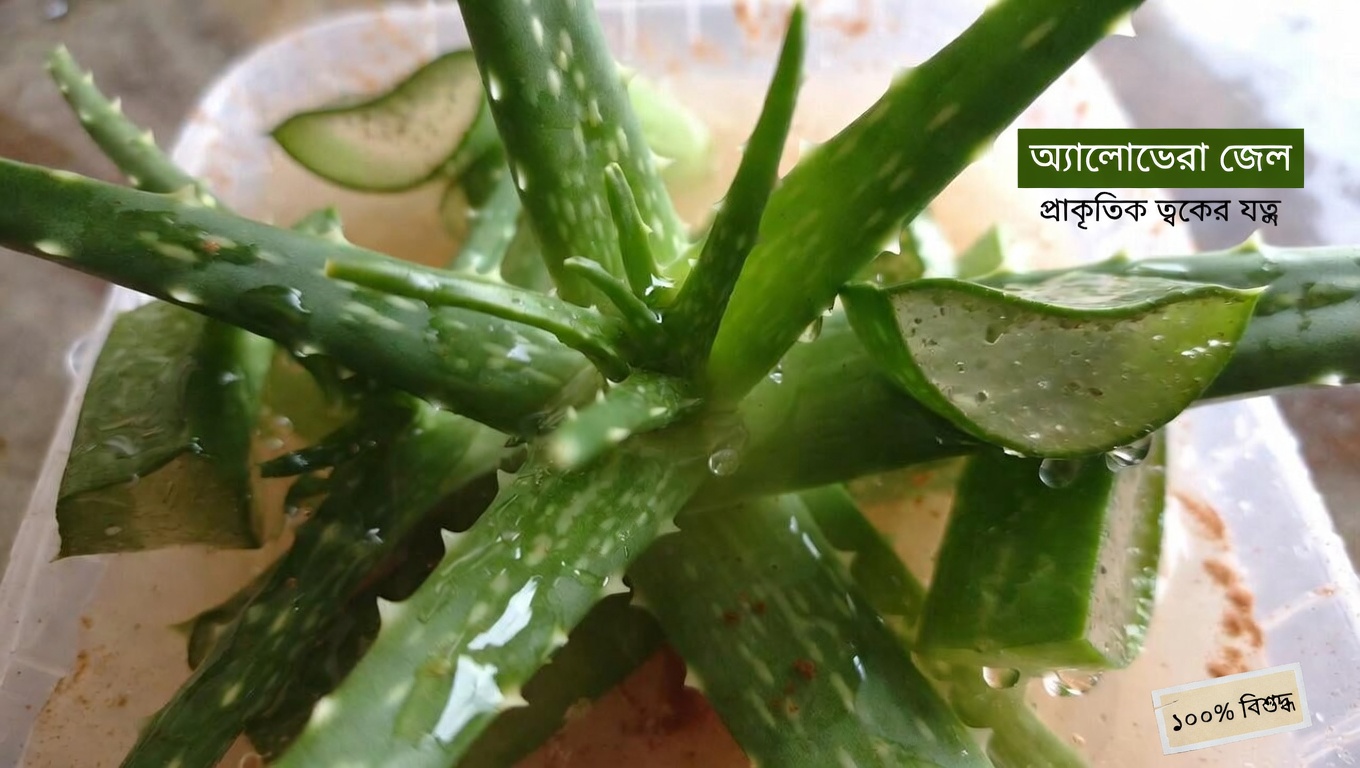 অ্যালো ভেরা ও দারুচিনির সম্ভাব্য উপকারিতা জানুন: দৈনন্দিন সুস্থতা ও চোখের আরামের জন্য