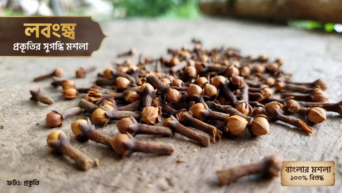 বয়স বাড়লেও তারুণ্যময় চুল ধরে রাখতে লবঙ্গের সম্ভাবনা আবিষ্কার করুন