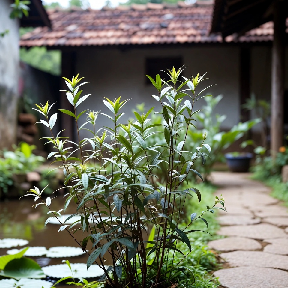 ফাইল্যান্থাস নিরুরি: প্রাকৃতিক কিডনি পাথর ভাঙার উদ্ভিদ