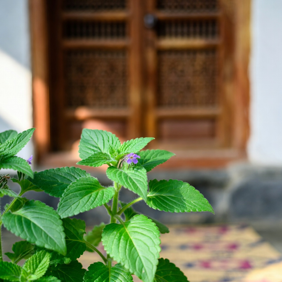 ইন্ডিয়ান বোরেজ (মেক্সিকান পুদিনা)-এর ১২টি স্বাস্থ্য উপকারিতা ও ব্যবহারবিধি