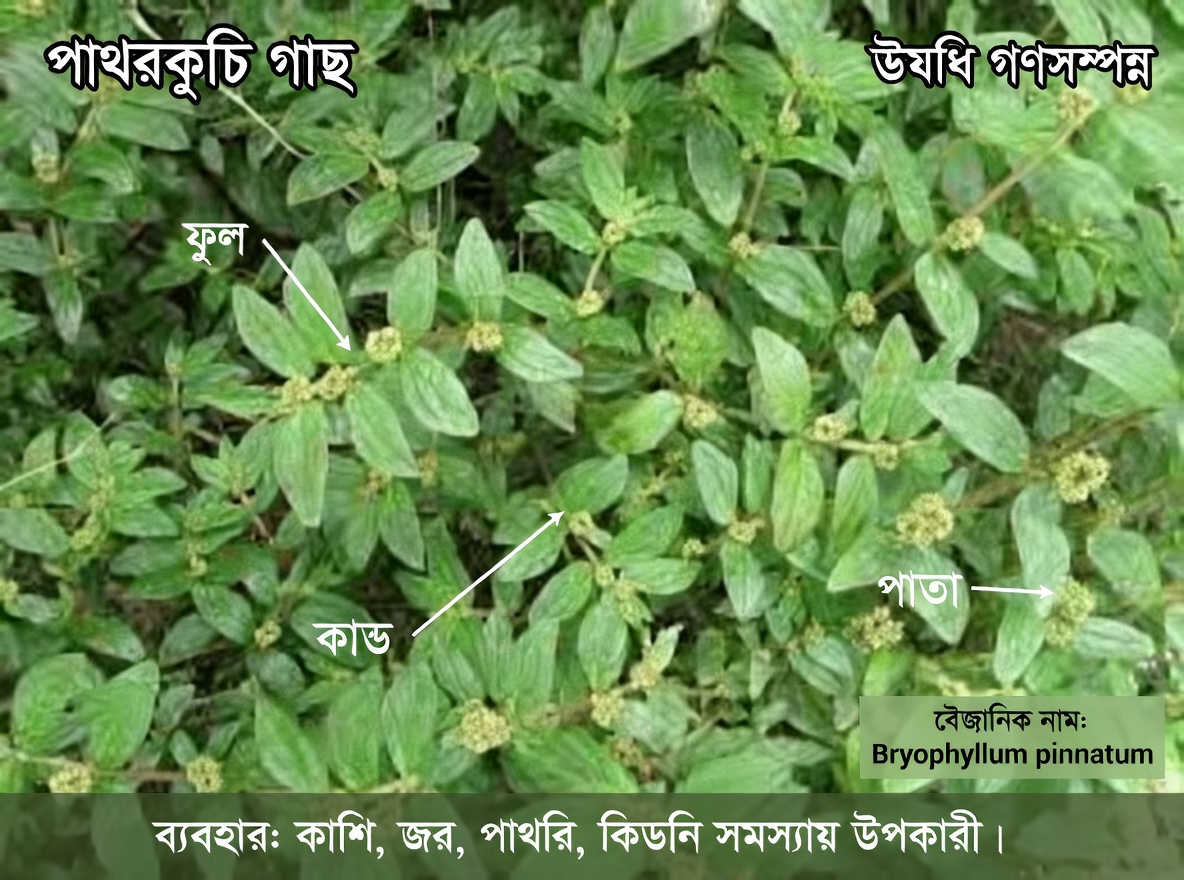 এই সাধারণ আগাছাকে উপেক্ষা করবেন না! বড় পাতার আকাশমণি গাছের চোখের আরামলাভের পারंपরিক চিকিৎসায় বিস্ময়কর ভূমিকা