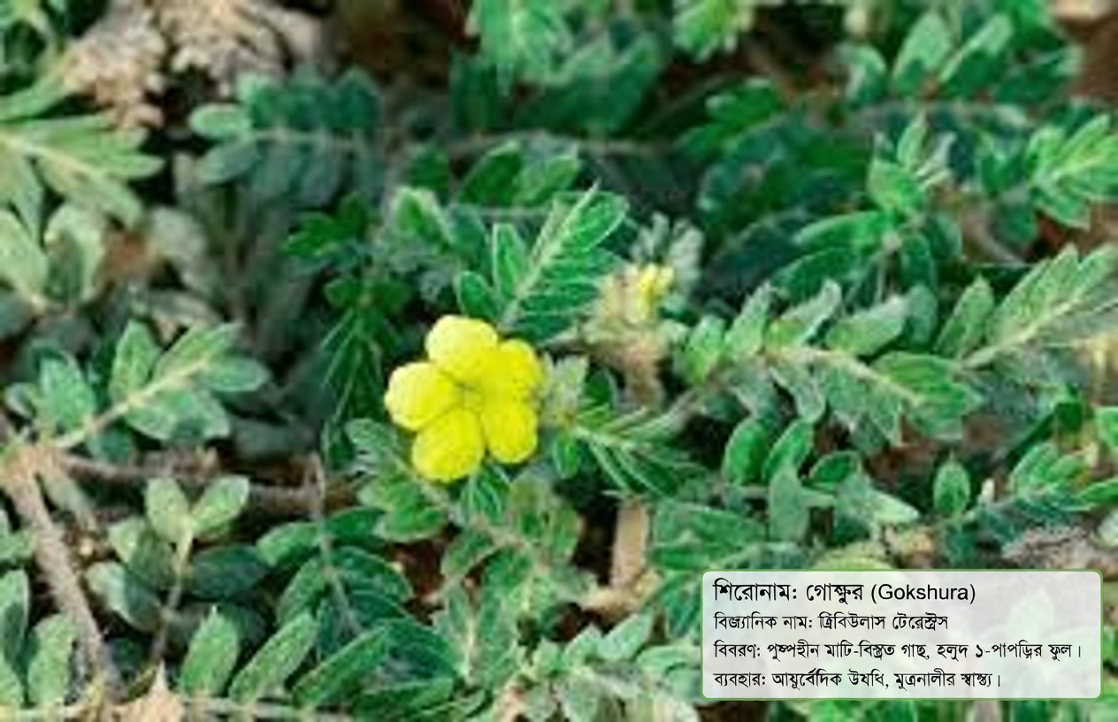 গোটস হেড (ট্রিবুলাস টেরেস্ট্রিস) কী এবং দম্পতিরা এ নিয়ে কেন কথা বলছেন?