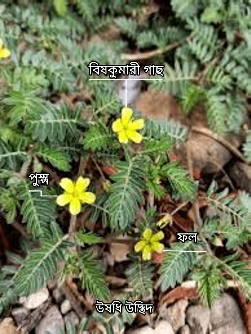 গোটস হেড (ট্রিবুলাস টেরেস্ট্রিস) কী এবং দম্পতিরা এ নিয়ে কেন কথা বলছেন?