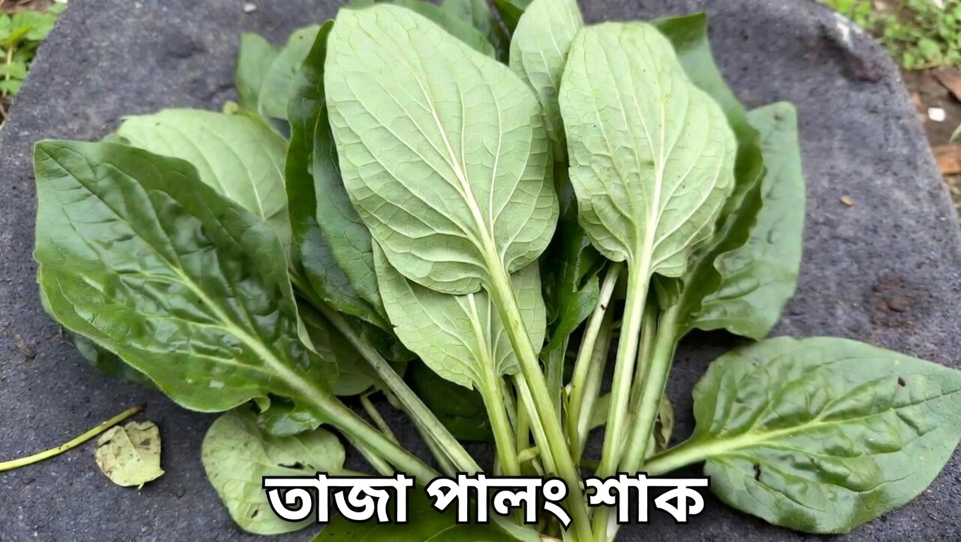 প্রতিদিনের বিস্ময় আবিষ্কার করুন ব্রডলিফ প্ল্যানটেইনের: চমকপ্রদ ঐতিহ্যবাহী ব্যবহার সহ এক সাধারণ গাছ