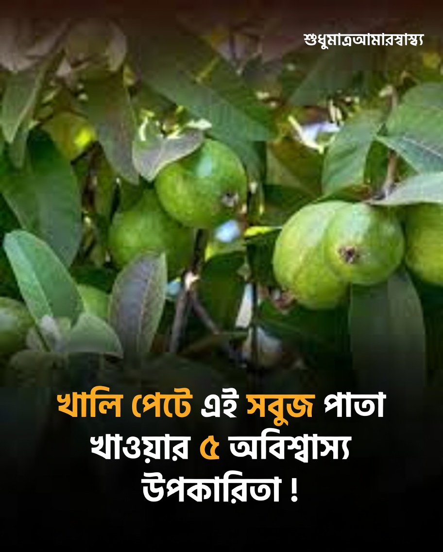 পেয়ারা পাতা কি চুলের স্বাস্থ্যে সাহায্য করতে পারে? সম্ভাব্য উপকারিতা ও ব্যবহার পদ্ধতি অন্বেষণ