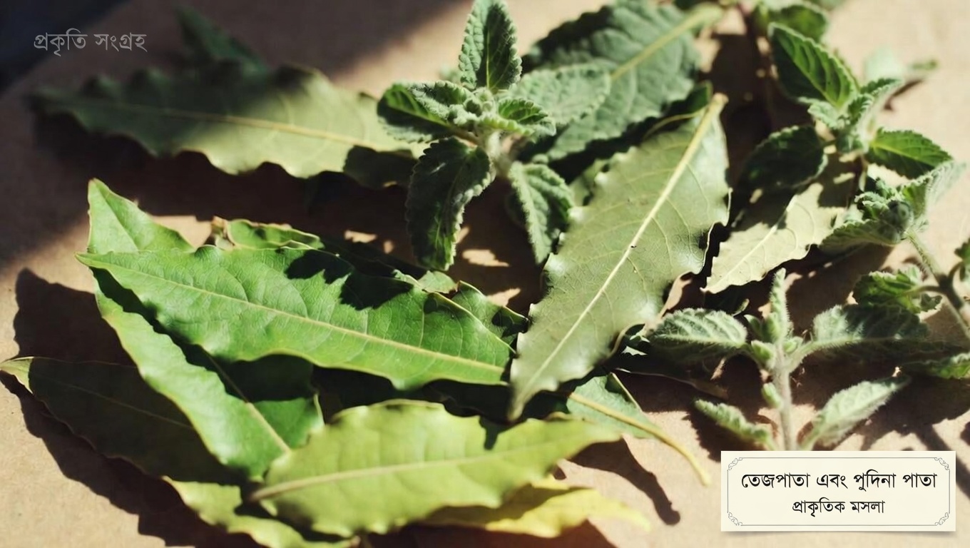 পেয়ারা পাতা, তেজপাতা ও ওরেগানো: নিত্যদিনের সুস্থতার জন্য এক প্রাচীন ভেষজ পানীয়ের অনুসন্ধান