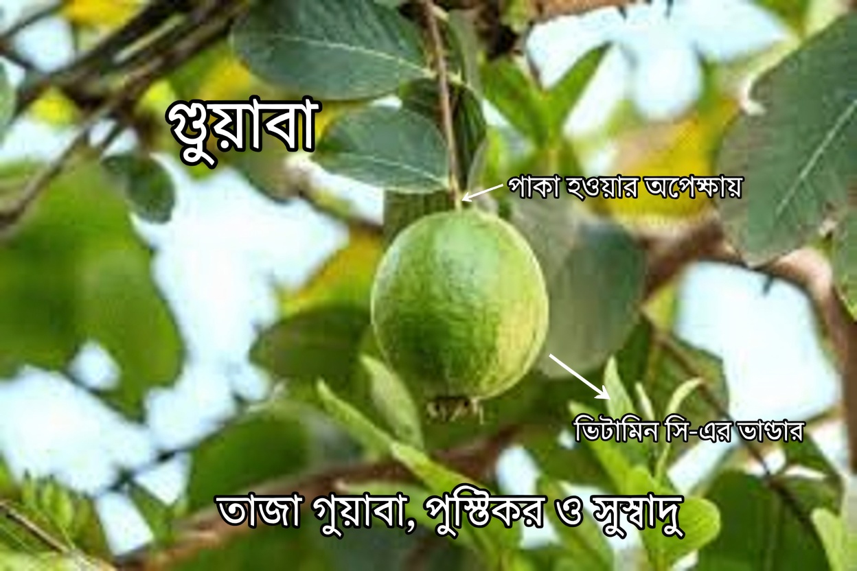 পেয়ারা দিয়ে চোখের সুস্বাস্থ্য রক্ষার প্রাকৃতিক উপায়: একটি সহজ নির্দেশিকা