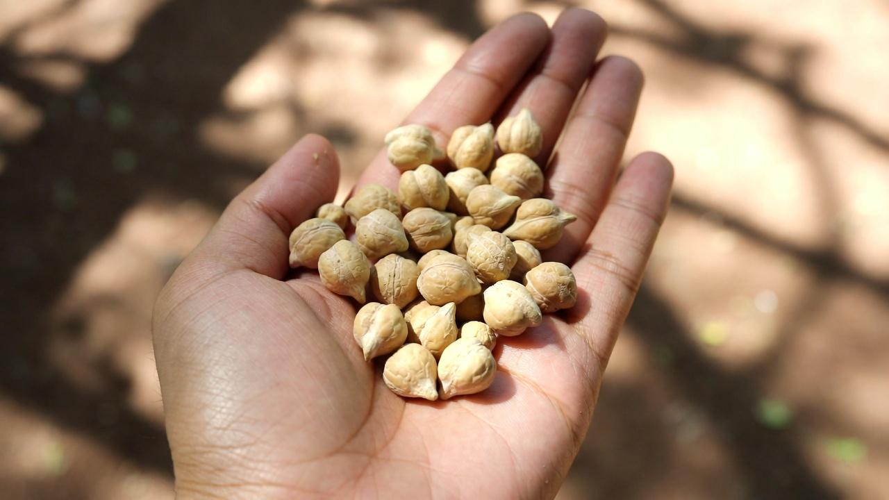 বয়স্কদের জন্য: কিডনি সংক্রান্ত সমস্যা থাকলে সীমিত রাখতে হবে এমন ৬টি প্রোটিন এবং নিরাপদ বিকল্প হিসেবে বেছে নিতে পারেন এমন ৪টি উৎস