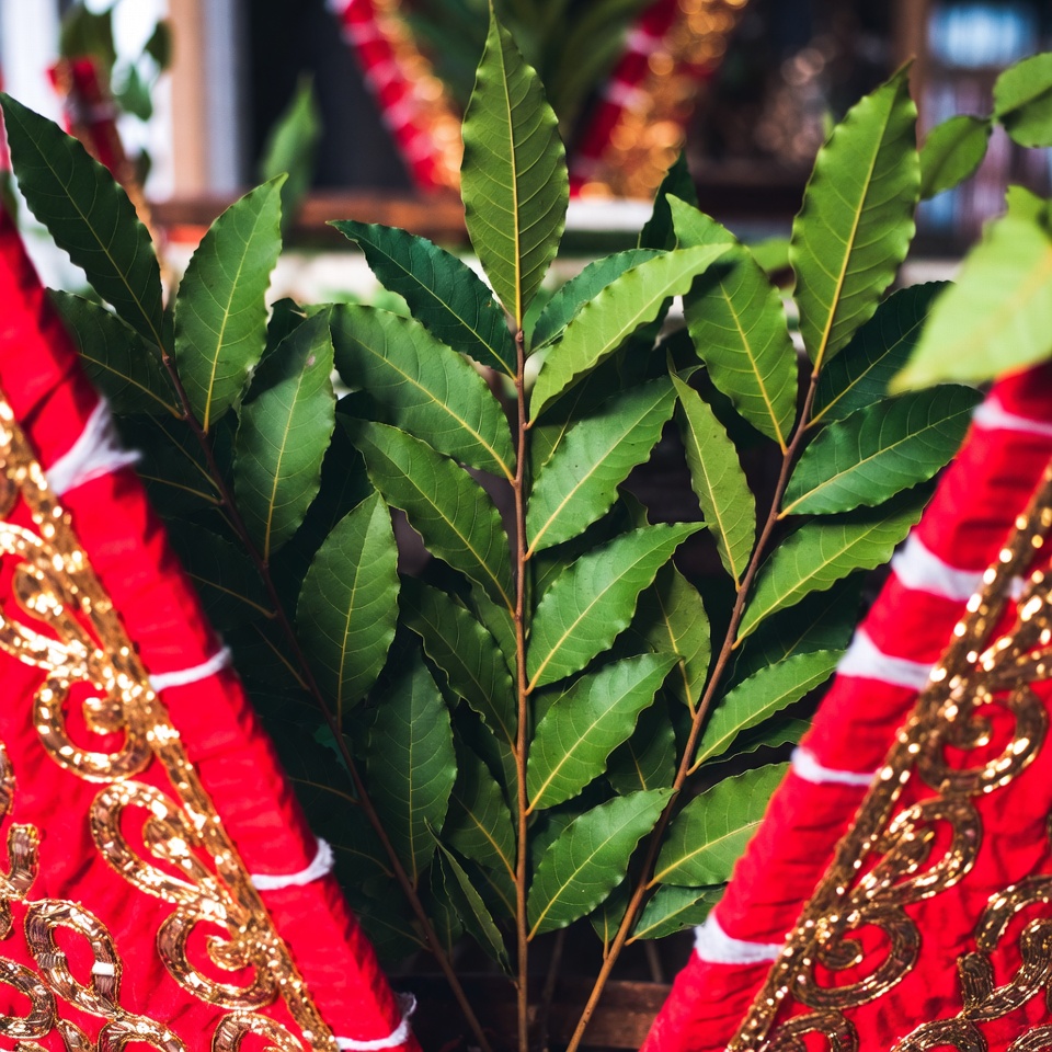 তেজপাতা দিয়ে সাদা চুলকে বিদায় জানান: