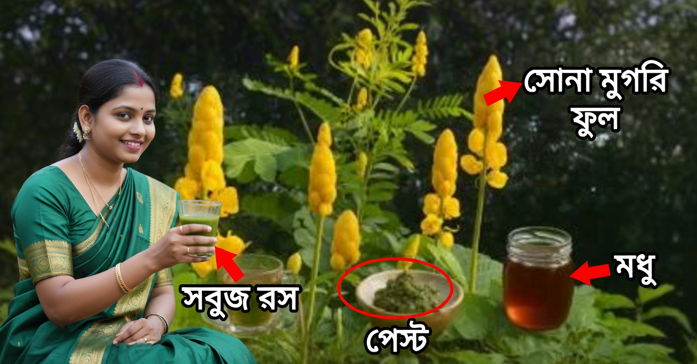 ক্যান্ডিলিয়ো গাছের উপকারিতা: যা ছত্রাক ও প্রদাহের বিরুদ্ধে লড়াই করে