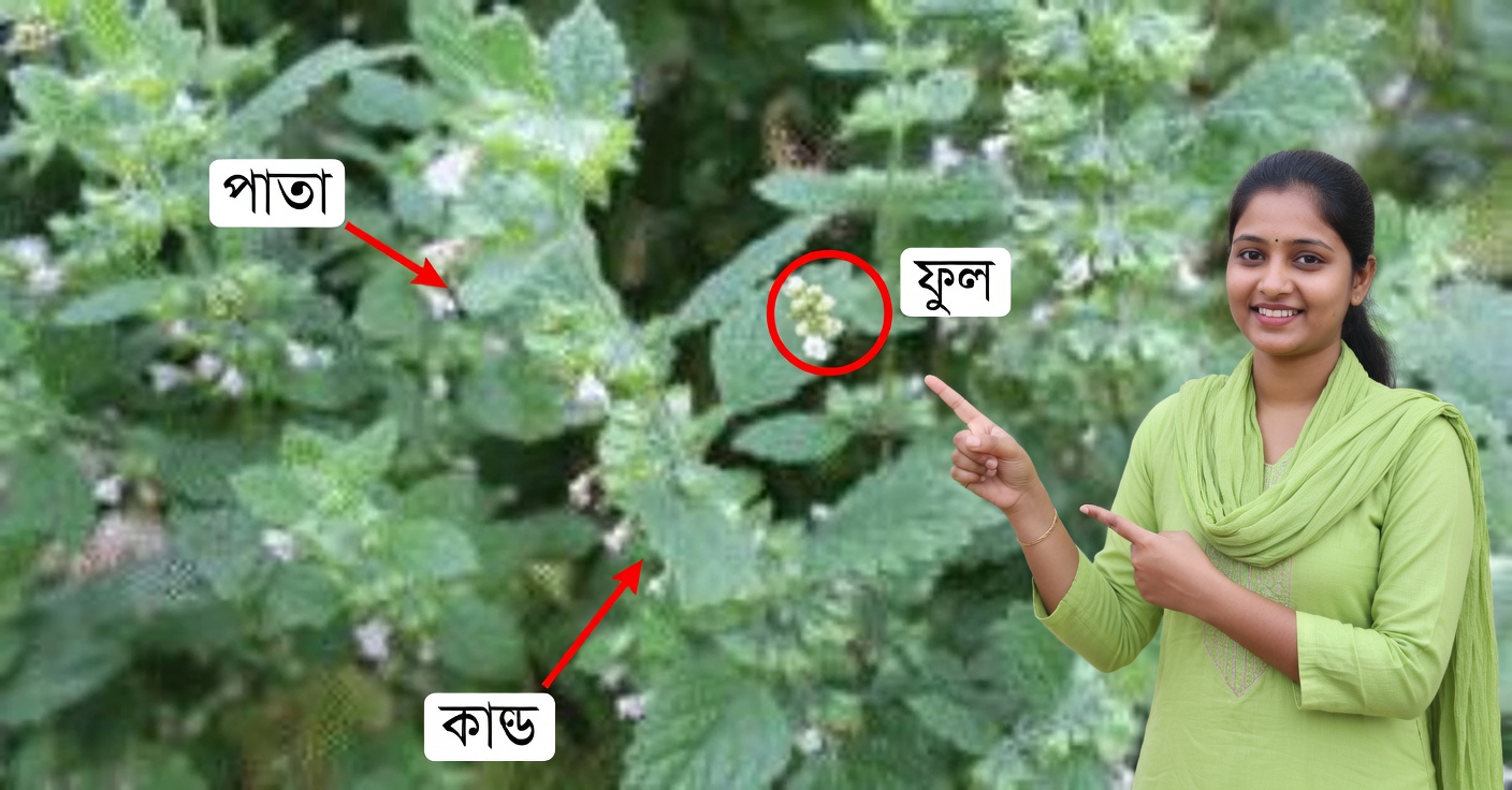 যকৃতের জন্য টোরোনহিল: প্রাকৃতিকভাবে পরিষ্কার করে ও প্রদাহ কমায়