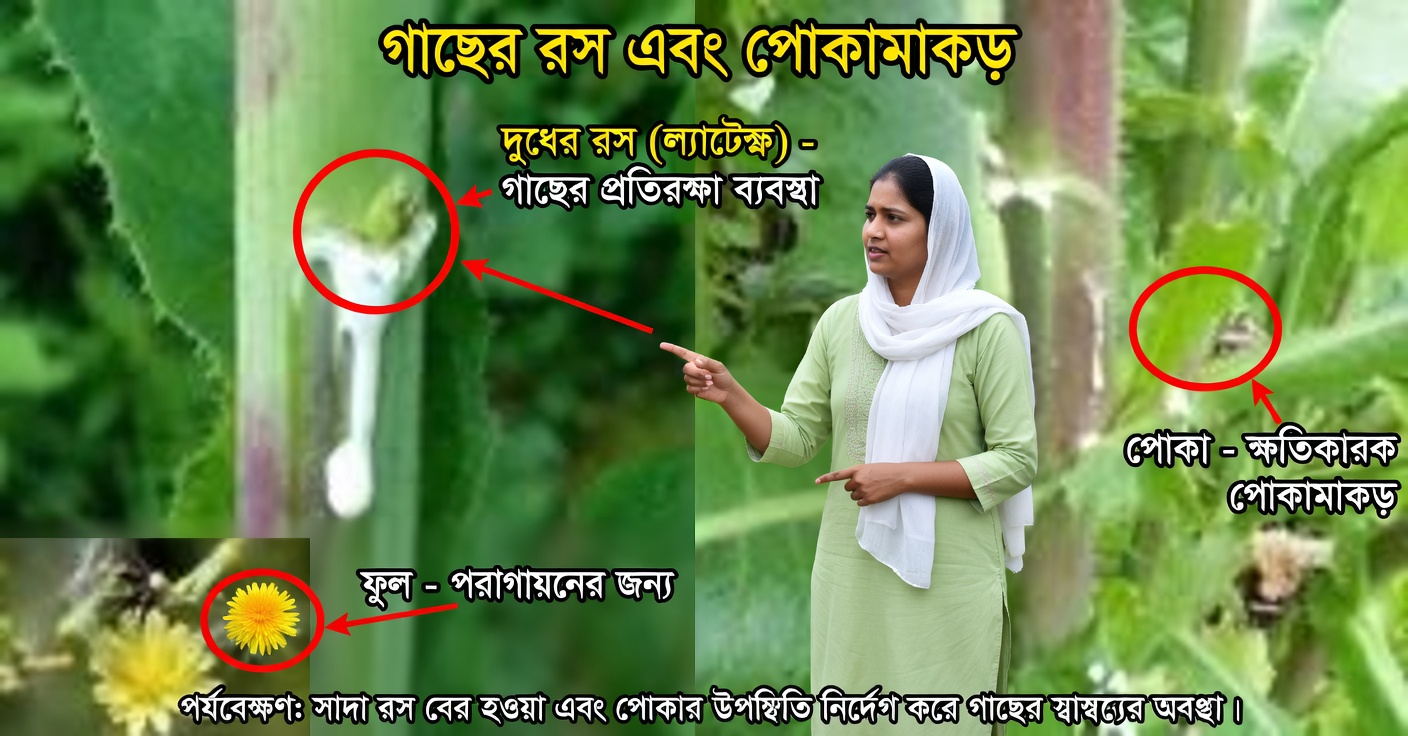 বুনো লেটুসের রস: ঘুমের উন্নতি ও ব্যথা উপশমে কীভাবে ব্যবহার করবেন