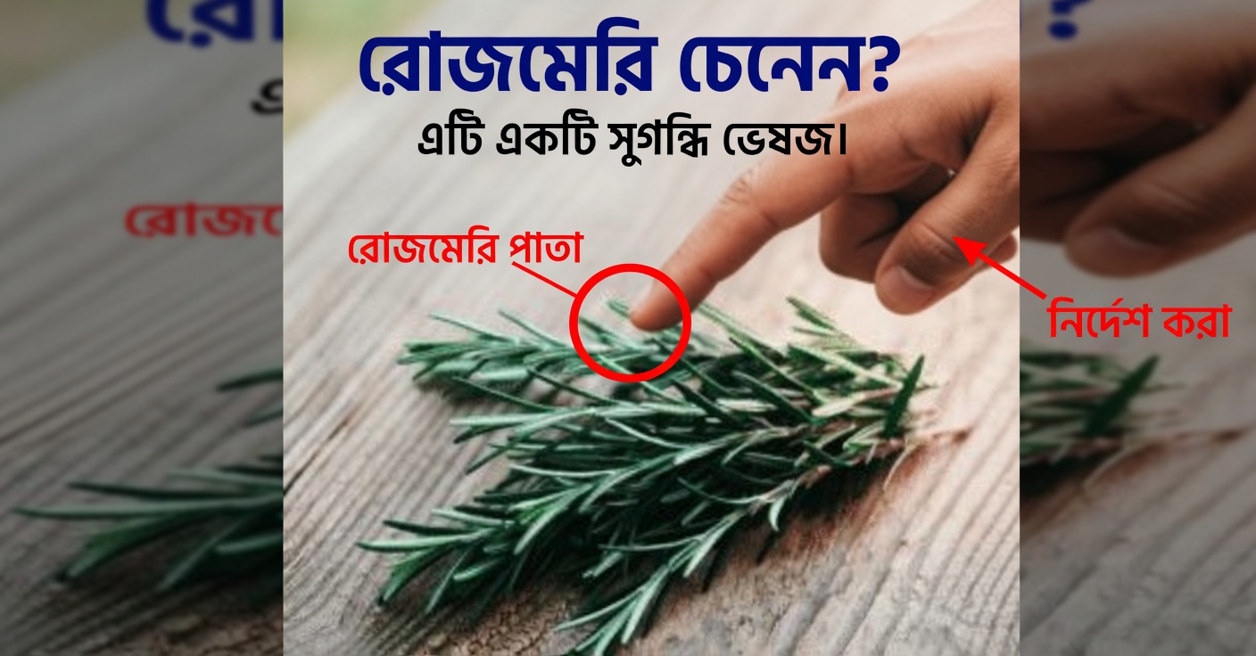 স্বাস্থ্যের জন্য রোজমেরির উপকারিতা