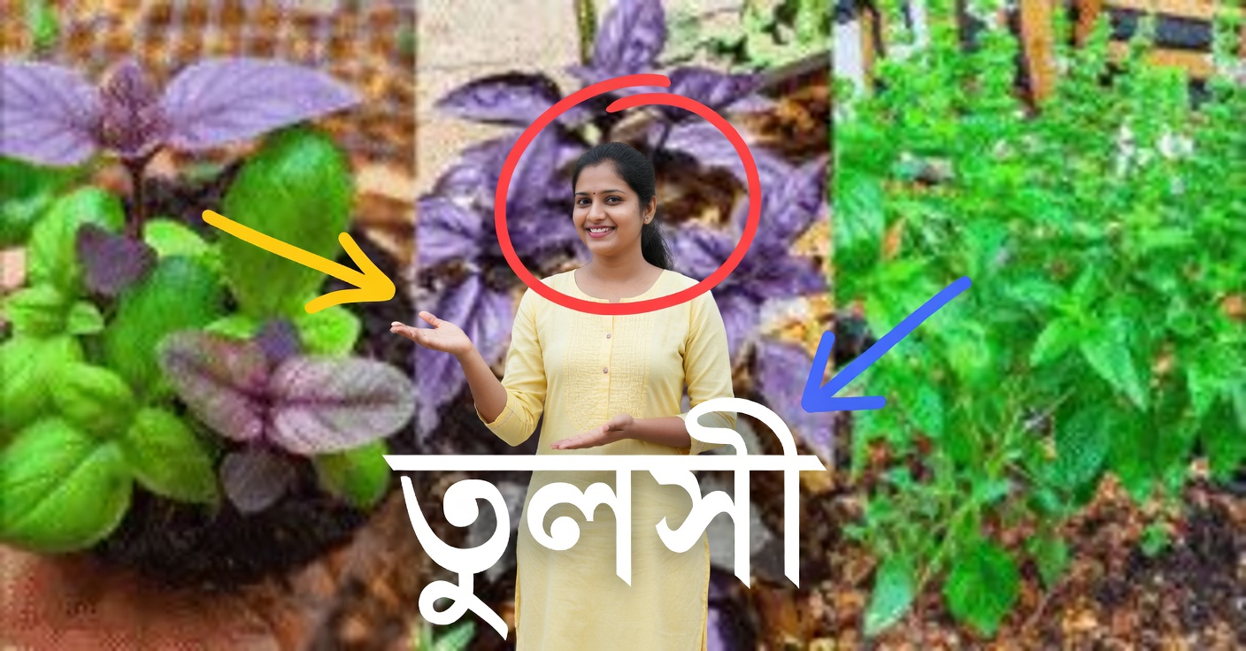 বেগুনি তুলসি: গুণাগুণ ও ৩টি ঔষধি ব্যবহার
