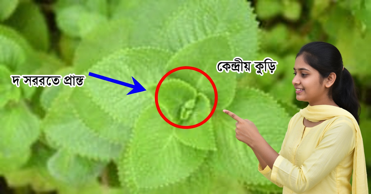 বাড়িতে ওরেগানো ওরেখোন: ব্যবহার ও উপকারিতা