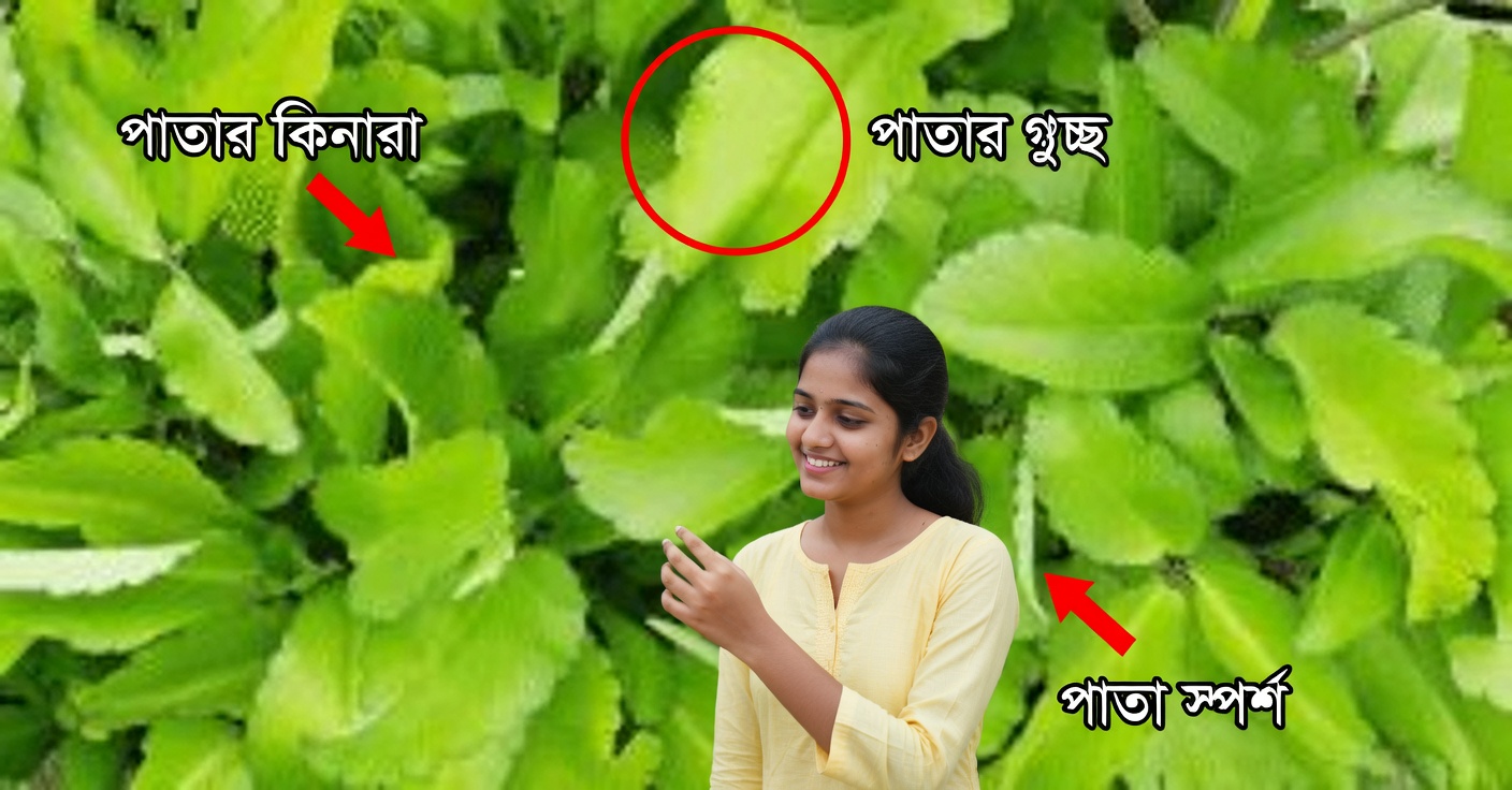 জীবনের পাতা: ৭টি উপকারিতা এবং ঘরোয়া প্রতিকার দিয়ে কীভাবে ব্যবহার করবেন