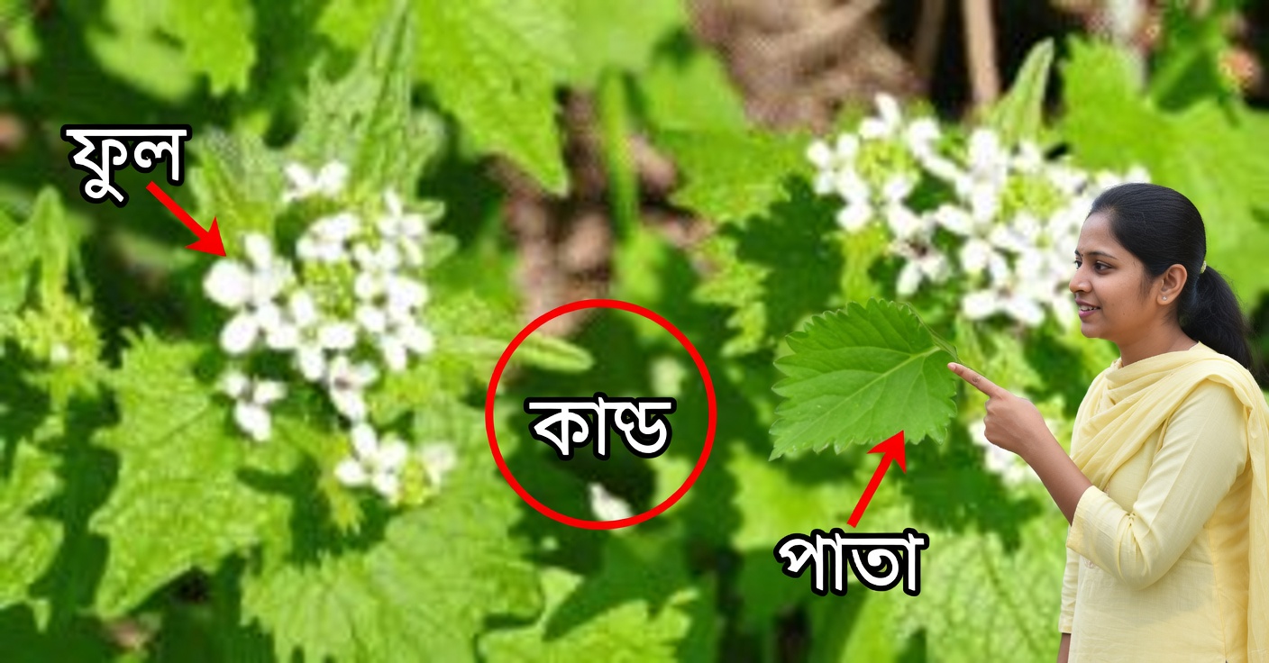 রসুনের সরিষা: উপকারিতা ও কীভাবে ব্যবহার করবেন