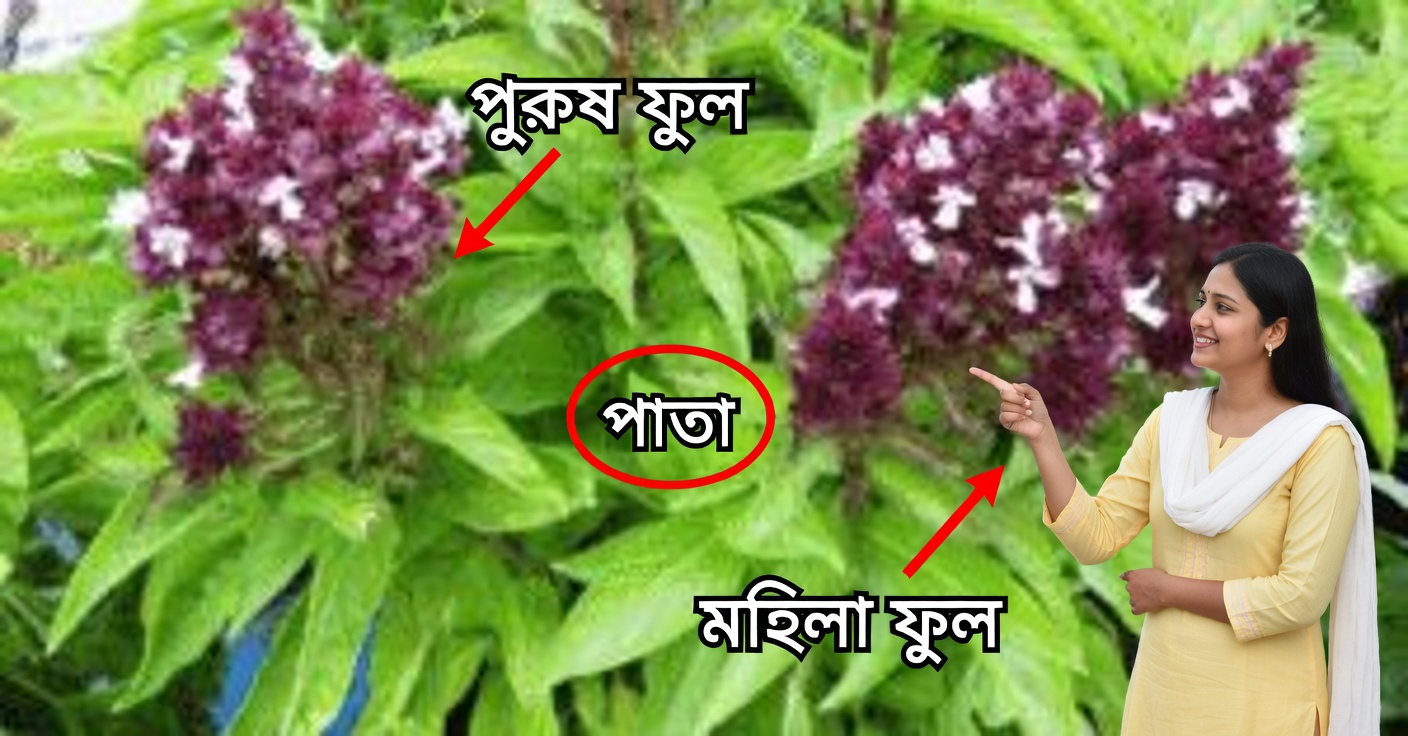 বেসিলের ফুল: এমন ব্যবহার ও উপকারিতা, যা আপনি জানতেন না