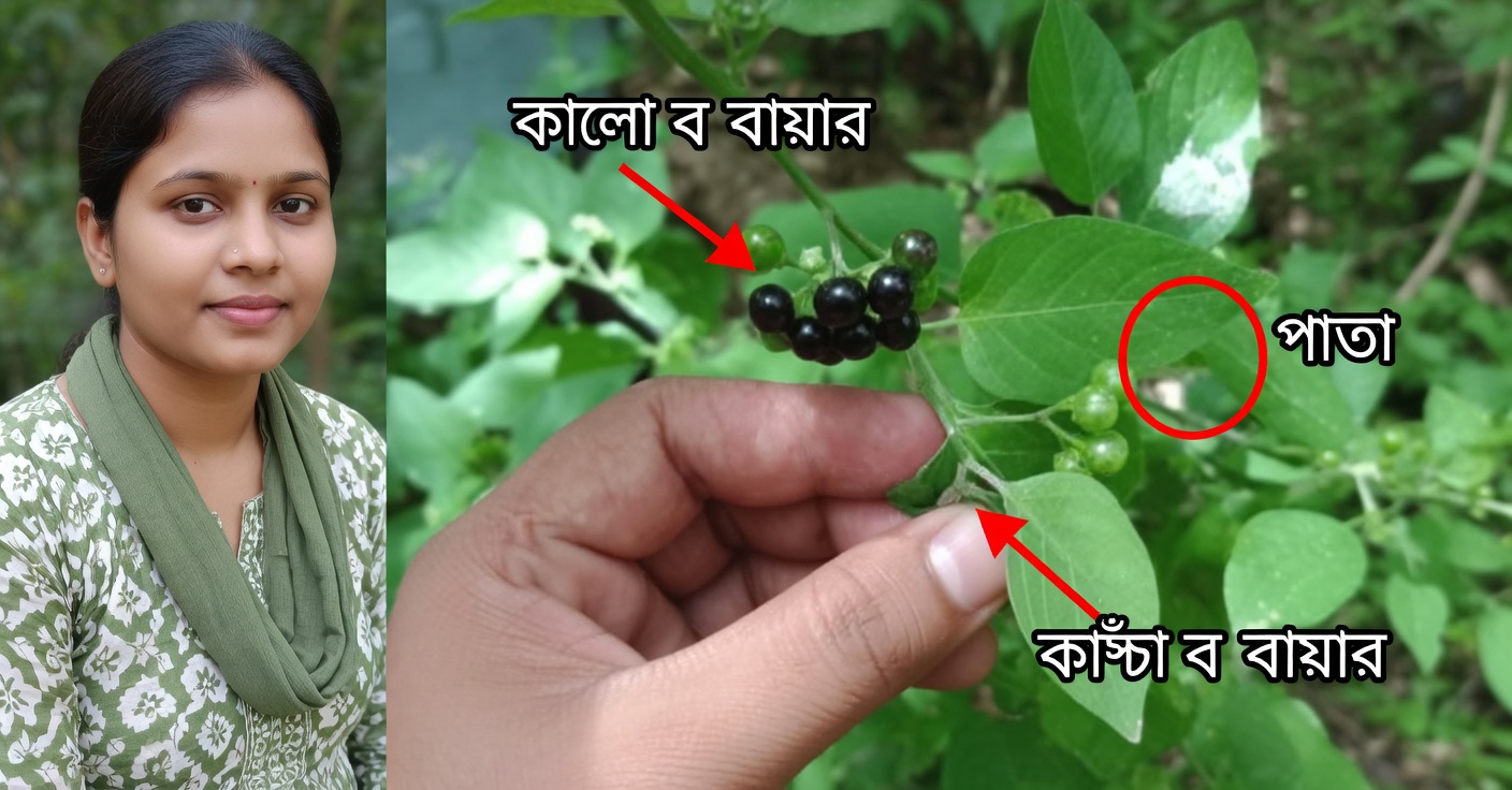 হিয়েরবা মোরা: উপকারিতা ও প্রাকৃতিক রেসিপি
