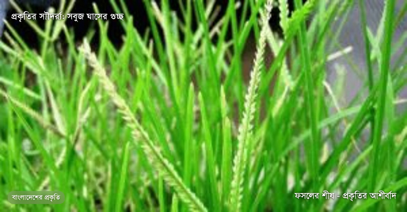 হাঁসের ঘাস: গুণাবলি, উপকারিতা ও ২৫টি রোগের জন্য ঘরোয়া প্রতিকার