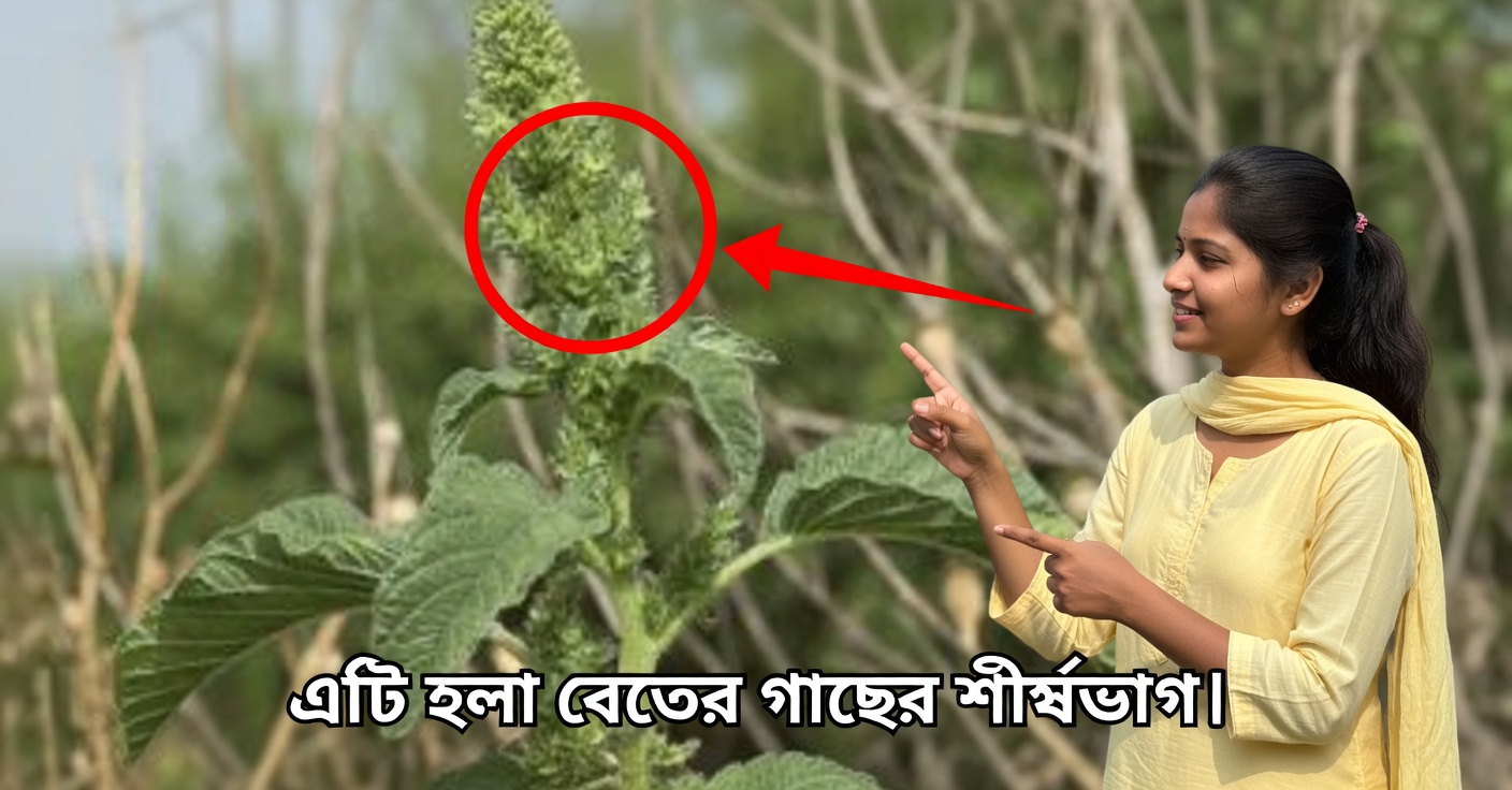 স্বাস্থ্যের জন্য ব্লেদোর উপকারিতা: ১০টি গুণাগুণ ও রেসিপি