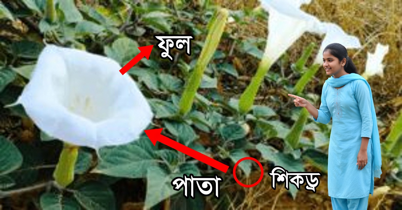 ডাটুরা বা ঘণ্টা ফুল: আপনার বাগানে এটি না রাখার ১০টি কারণ