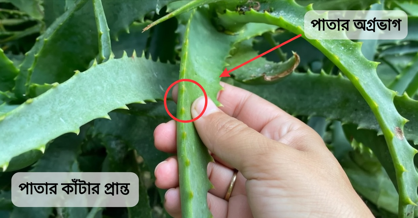 থামুন! এভাবে লেবুর পানি খেয়ে আপনি বড় ভুল করছেন: কীভাবে সঠিকভাবে লেবুর পানি তৈরি করবেন