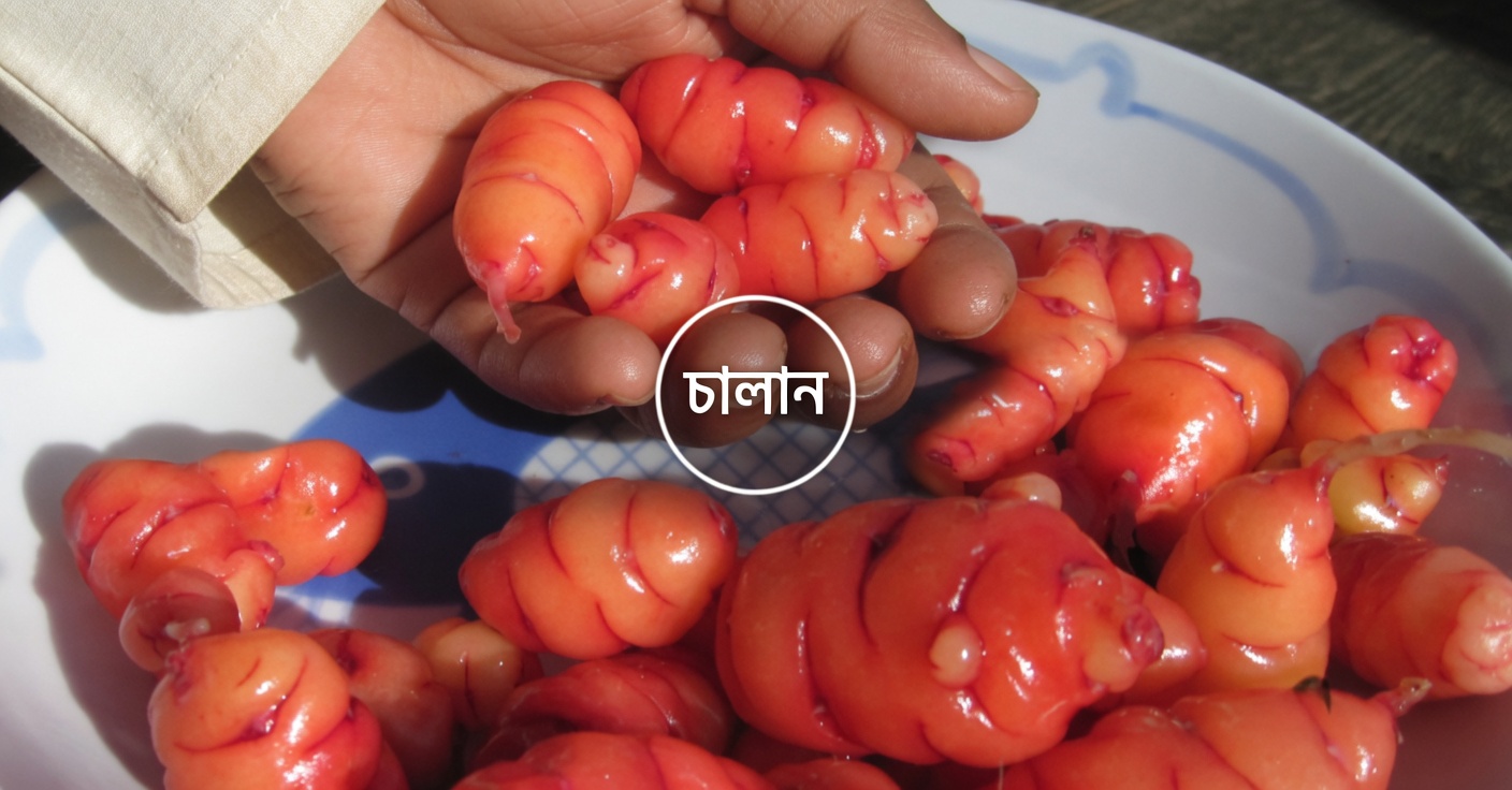 ছোলা ও ডিম: প্রোটিনসমৃদ্ধ, মাংসছাড়া বিকল্প