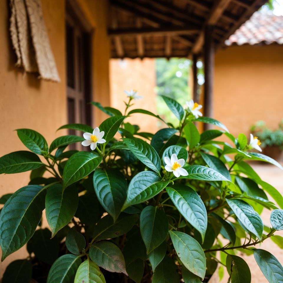 স্টোনব্রেকার গাছের ১২টি আশ্চর্যজনক স্বাস্থ্য উপকারিতা যা আপনি মিস করা উচিত নয়