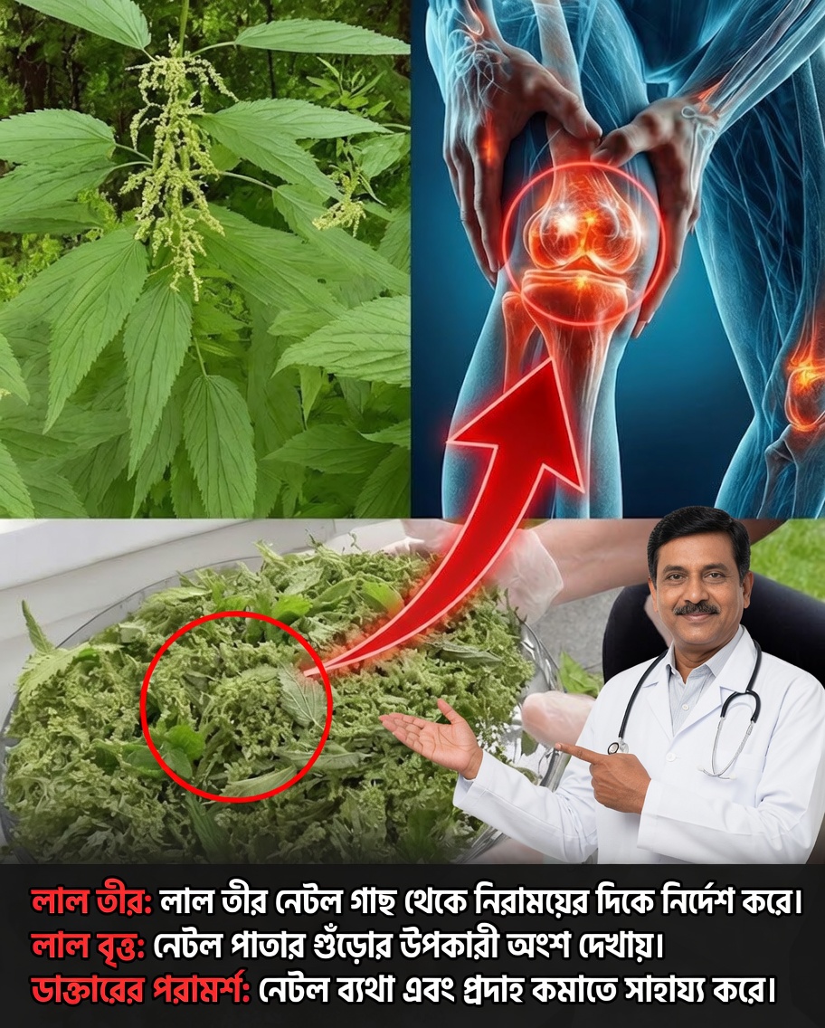 উর্টিকা ডিওইকার শক্তি: জয়েন্টের ব্যথা, আর্থ্রাইটিস ও প্রদাহ উপশমের একটি প্রাকৃতিক পথ