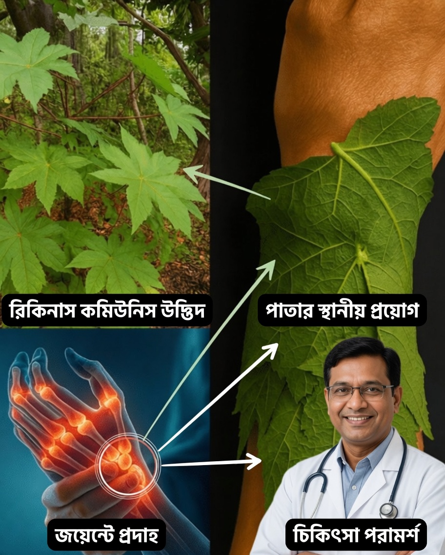 আপনি কি কখনো কল্পনা করেছেন—একটি সাধারণ পাতা কি হতে পারে ব্যথামুক্ত দিন, উজ্জ্বল ত্বক আর অফুরন্ত শক্তির চাবিকাঠি?
