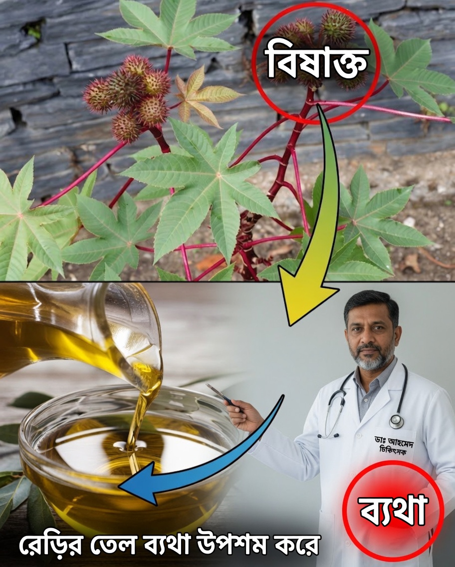 আপনার বাগানের লুকানো সোনা আবিষ্কার করুন: রেড়ি পাতার আশ্চর্য নিরাময় শক্তি