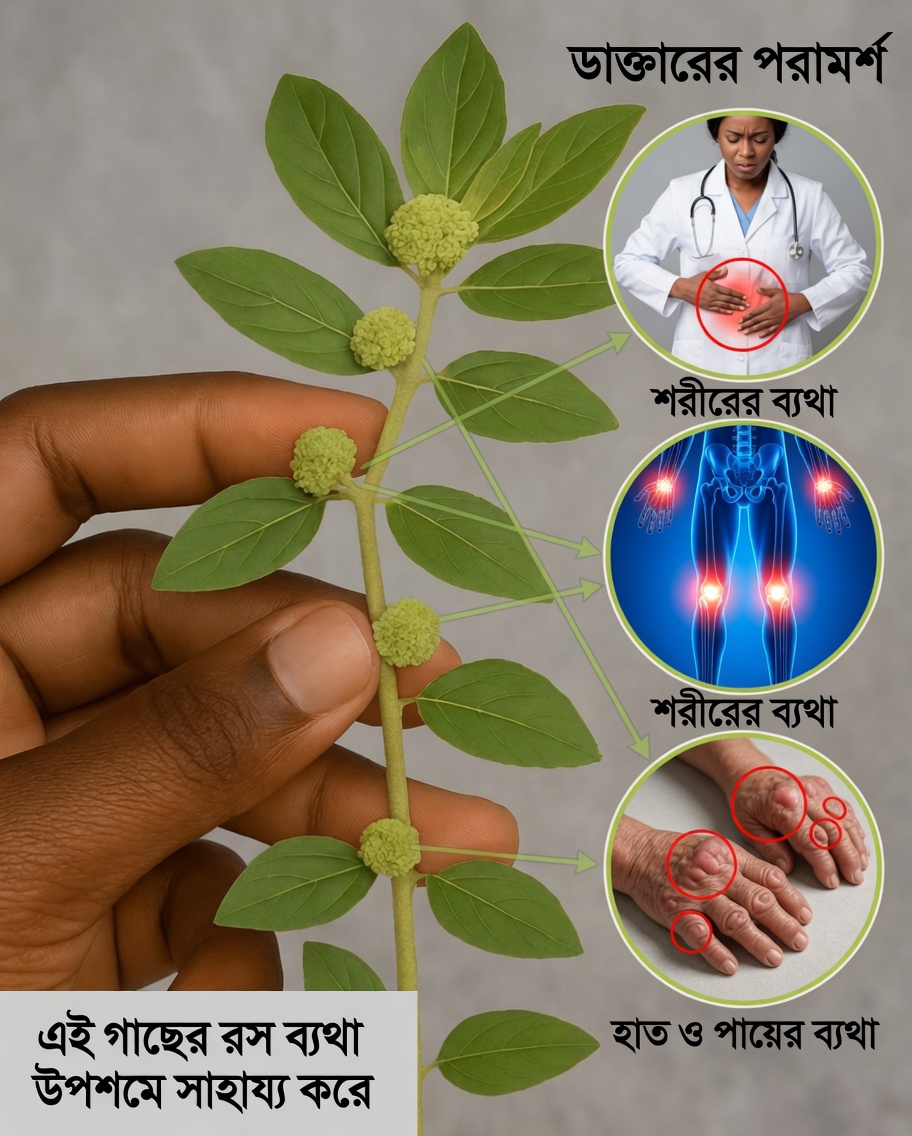 নম্র দুধঘাস (Euphorbia hirta) আপনার কল্পনার চেয়েও বেশি স্বাস্থ্য উপকারিতা দিতে পারে