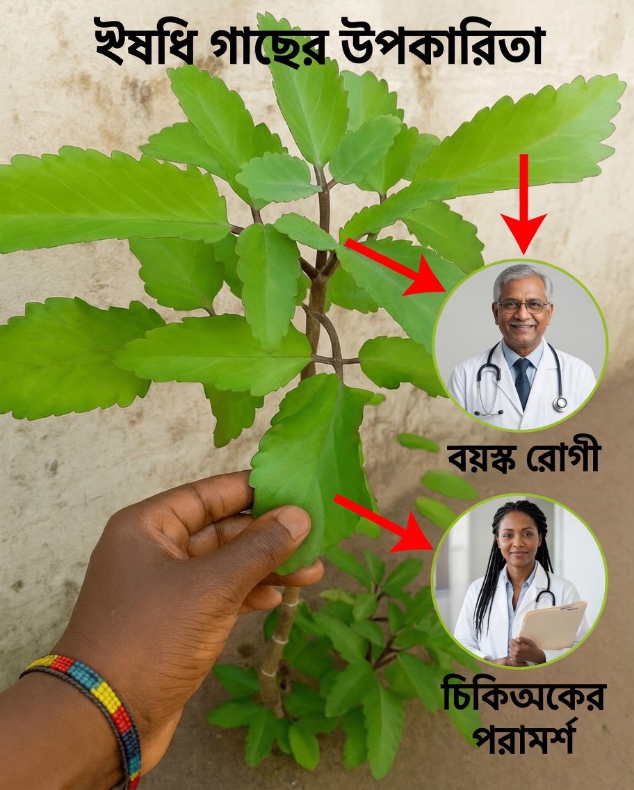 কেন প্রজন্মের পর প্রজন্ম ‘জীবনদায়ী উদ্ভিদ’-এর ওপর আস্থা রাখে এবং এর আশ্চর্যজনক স্বাস্থ্য উপকারিতা