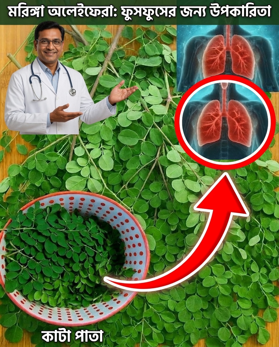 মরিঙ্গা: অসাধারণ মূল্যবান এক সরল সবুজ পাতা