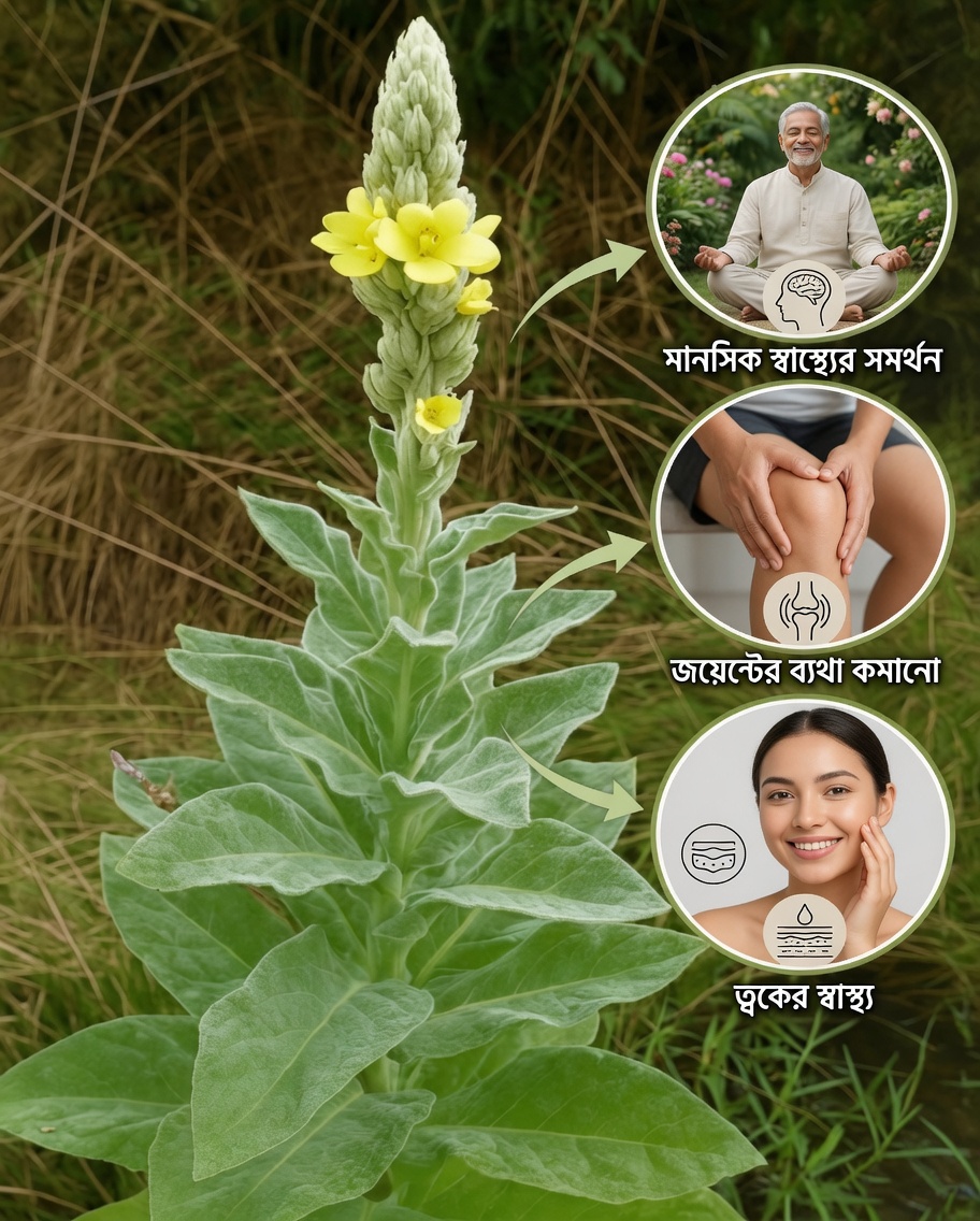 কেন ভারবাসকো ফুসফুস ও সুস্থতার জন্য ভুলে যাওয়া প্রাকৃতিক ওষুধ